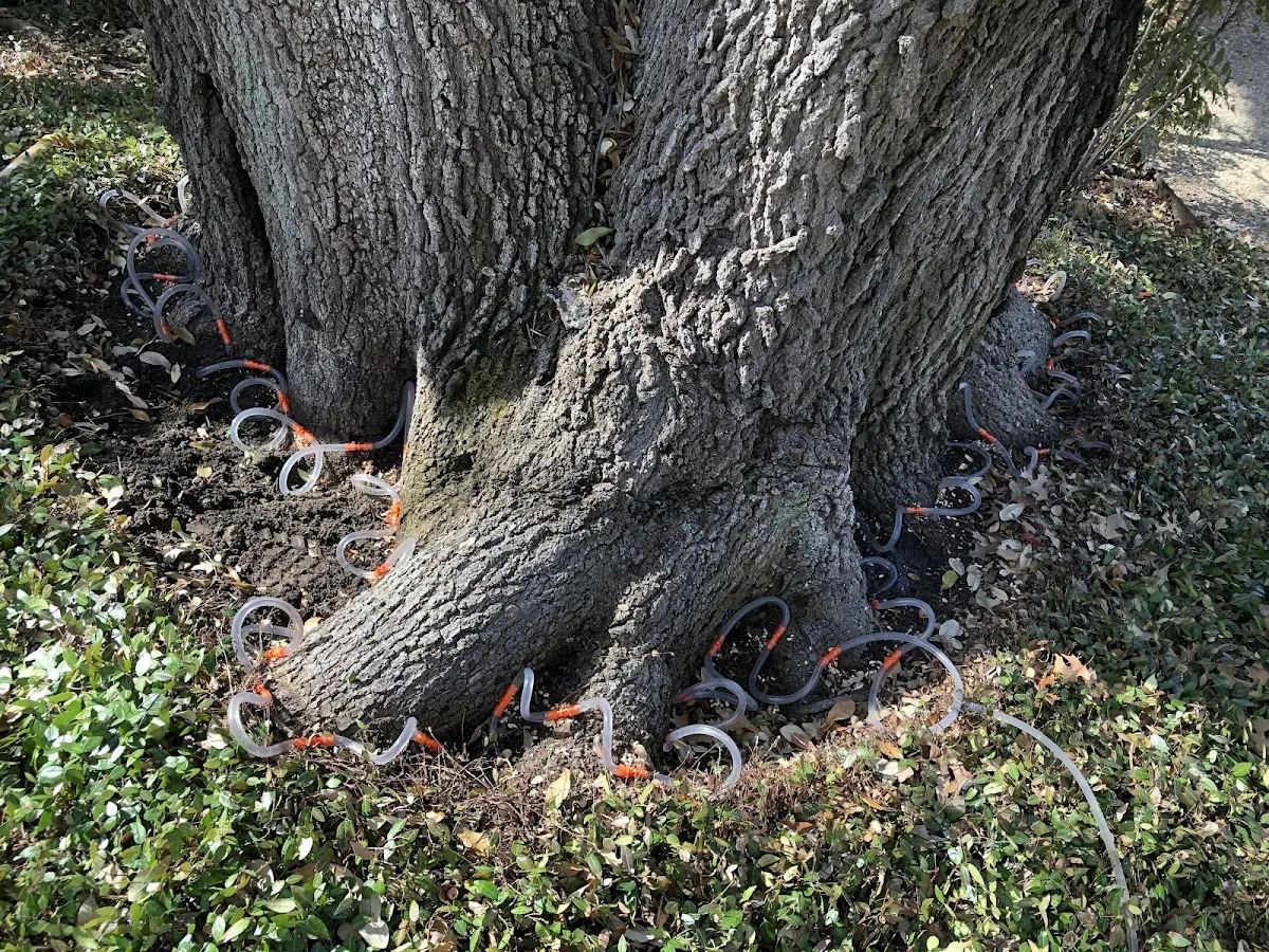 Detailed Tree Cabling and Bracing job site in Loving