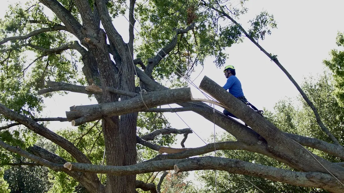 Professional Hazardous Tree Removal performed by certified arborists in Loving